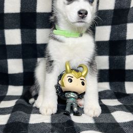 Maltese and Siberian Husky Puppies from Nyx’s Pack