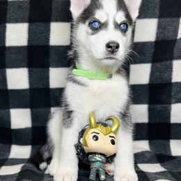 Maltese and Siberian Husky Puppies from Nyx’s Pack