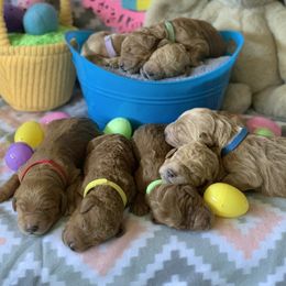Goldendoodle Puppies from Poppy's Puppies