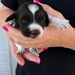 Paisley - Piebald female Dachshund puppy in Augusta, Georgia from Cherokee Hill Dachshunds