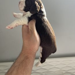 English Springer Spaniel Puppies from Divine Springers