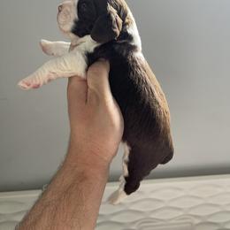 English Springer Spaniel Puppies from Divine Springers