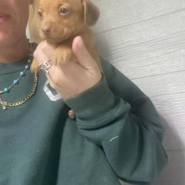 Lottie - Red female Dachshund puppy in Oklahoma from Rockin’ S Kennel