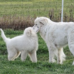 Great Pyrenees Puppies from Empyre Great Pyrenees