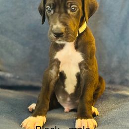 Great Dane Puppies from Mathias Danes