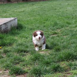 Australian Shepherd Puppies from Starlit Grove Australian Shepherds