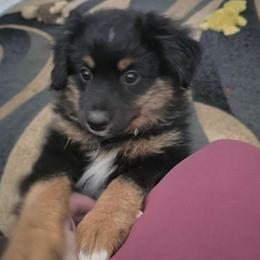 Jabba the Hut - Black tri male Miniature American Shepherd puppy in Vancouver, Washington from BonDrew's Miniature American Shepherds
