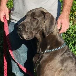 River - Great Dane