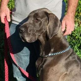 River - Great Dane