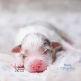 Beam - Red merle male Australian Shepherd puppy in Woodford, Virginia from Skyborne Australian Shepherds