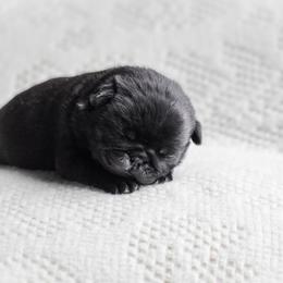 Greta - Black female Pug puppy in Caldwell, Ohio from Folklore Kennel