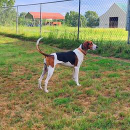 Treeing Walker Coonhound All Grown Up from Broken Road Kennel