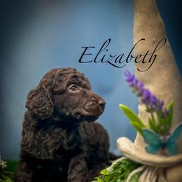 Elizabeth - Silver-beige  female Poodle puppy in Greenville, North Carolina from Grace Poodles