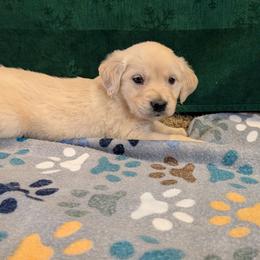 Eggnog - Light golden male Golden Retriever puppy in Lakeside, Arizona from Tall Pines Goldens