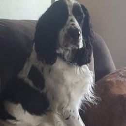 English Springer Spaniel Puppies from Ledge N' Tree English Springer Spaniels