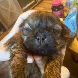 Miko - Brindle male Shih Tzu puppy in Mattoon, Illinois from Jenkins Tzu and Poo’s