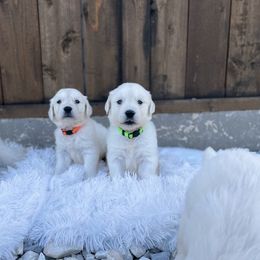 Golden Retriever Puppies from Garrett’s English Golden Retriever’s