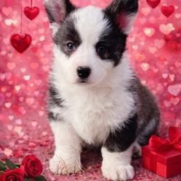 Nutmeg - Brindle and white female Cardigan Welsh Corgi puppy in Kerens, West Virginia from Leather & Lace