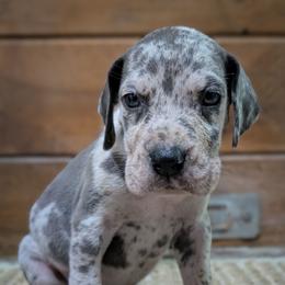 Adama - Merle male Great Dane puppy in Marlow, New Hampshire from Fox Hill Danes