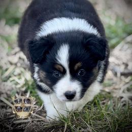 Tootsie pop - Black tri female Miniature Australian Shepherd puppy in El Dorado Springs, Missouri from HP Aussie Kennels