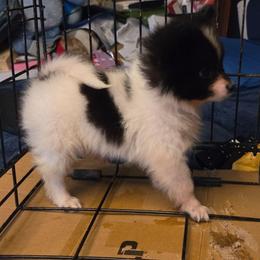 Black parti boy 1 - Black parti male Pomeranian puppy in Hazleton, Indiana from Hyneman's Haven Poms
