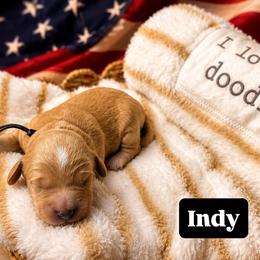 Indy aka Black Collar - Cream male Goldendoodle puppy in Portland, Tennessee from Happy_Tails_by_TJ
