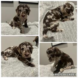 Chocolate Merle Girl - Merle female Goldendoodle puppy in Lancaster, South Carolina from Silver Hill Farm SC