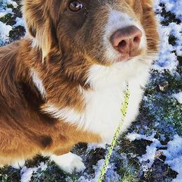 Australian Shepherds from Flying BS Aussies