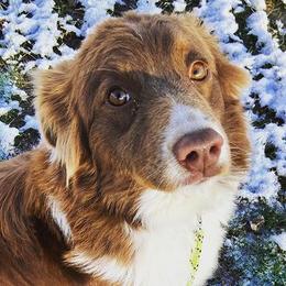 Australian Shepherds from Flying BS Aussies