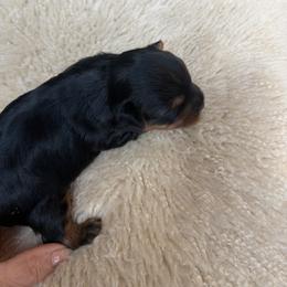 Yorkshire Terrier Puppies from Diane Davis
