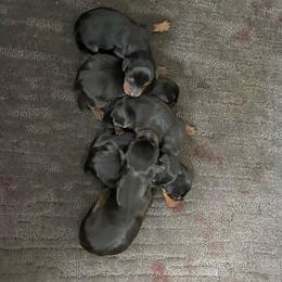 Petunia - Black and tan female Miniature Pinscher puppy in Lancaster, Missouri from White Stone Ranch