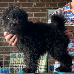 Pumi and Toy Fox Terrier Puppies from Ter-Lee Toy Fox Terriers & Pumik