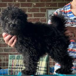 Pumi and Toy Fox Terrier Puppies from Ter-Lee Toy Fox Terriers & Pumik