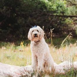 Winnie - Goldendoodle