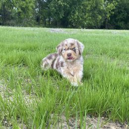 Miniature Australian Shepherd Puppies from Kristin Cox's Miniature Australian Shepherds