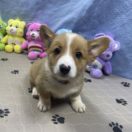 Bandit - Red male Pembroke Welsh Corgi puppy in Apison, Tennessee from Ashmore Corgis