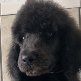 Poodles from Karen Pehrson