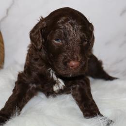 Wonka Bar - Phantom male Bernedoodle puppy in Ohio from Moore Doodles