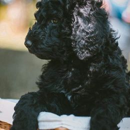 Poodle Puppies from Farmington Ridge llc