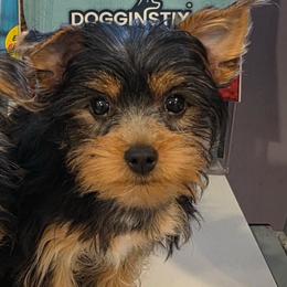 ZOOMIE - Black and tan male Yorkshire Terrier puppy in Los Angeles, California from WESTWAY Yorkies