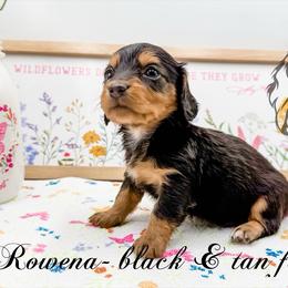 Rowena - Black and tan female Dachshund puppy in Prairieville, Louisiana from Southern Barron Danes & Dachshunds