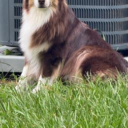 Cait - Australian Shepherd