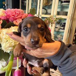 Frankie the chocolate and cream - Dapple male Dachshund puppy in El Cajon, California from Lisa Buxton