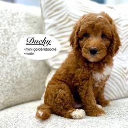 Ducky - Apricot male Goldendoodle puppy in Jackson, Mississippi from T.M. Poodles & Doodles
