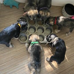 Miniature Schnauzer Puppies from Beyond Blessed Pawz