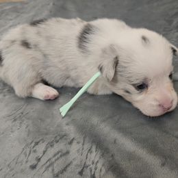 American Corgi Puppies from Morosin's Southern Littles