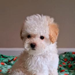Cooper - Apricot male Maltipoo puppy in Crestview, Florida from Little Cupcakes and Little Pumpkins Maltipoos