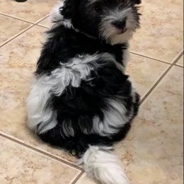 Havanese Puppies from Silky Ness Havanese