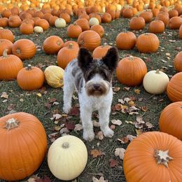 Ace - Miniature Schnauzer