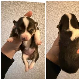 Girl 2 - Black and tan female Pembroke Welsh Corgi puppy in Helmville, Montana from Calie’s Corgis